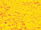 Image of Pigment Sennelier 1kg Cad Yellow deep sub -N  543 133002543 3046450281863